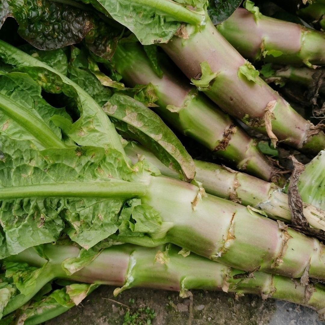 四川成都脆红紫叶莴笋青笋香莴苣绿色蔬菜叶红莴笋3/5/8.5斤包邮