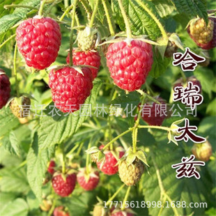 ������ľ���l������ ���Ե����ļ��Nֲ�p���t��ݮ�� ����Y������