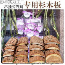 ʯ������ɼľ��ɼ���Ƥ�����ľ�帽�����m�Nֲ��ֲ�ϠI�B��