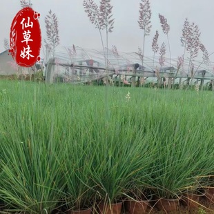 Honey Grass Slope Grass Green Project Ornamental Grass Park Road Greening Grass Flower Honey Grass