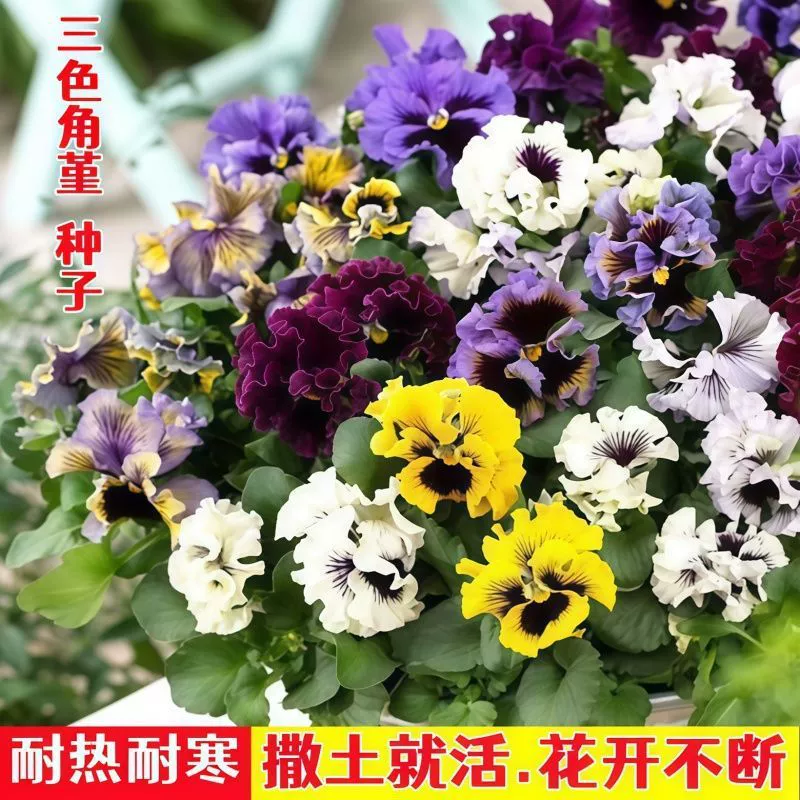 Рог анютины