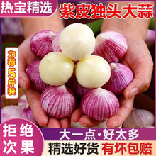 正宗紫皮独头蒜晒干独蒜红皮独头大蒜批发新大蒜2025新蒜蔬菜