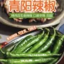 青阳山东新鲜采摘生食