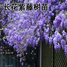 ͥԺ���٘���e���������ٻ��Ϙ��Tǰ����_����������ֲ���L����