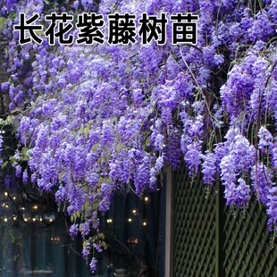 ͥԺ���٘���e���������ٻ��Ϙ��Tǰ����_����������ֲ���L����