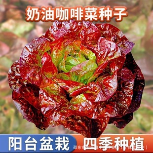 �h�����Ϳ��Ȳ˷N����ɫ�����~���˷N���ļ������ˈ@�߲˷N��