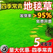 �ߠ���ߙn��̺�ݲݷN�Ѱ����ļ��������޼�e��ͥԺ�G����Ƥ�N��