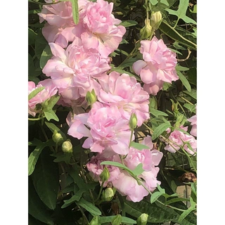 正版缠枝牡丹花根隔年老根重瓣耐热抗冻易活宿根藤蔓花根