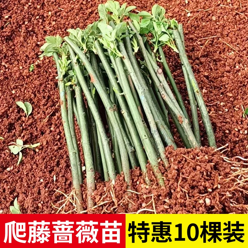 Юньнань, прямая доставка, 15 саженцев роз, вьющиеся лозы, цветущие в любое время года, холодостойкие и термостойкие садовые растения, саженцы