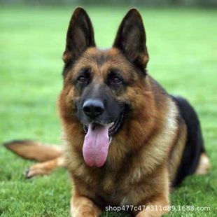 ���l������Ȯ���w�������ڱ�������Ȯ���ﹷ����ȮС�������