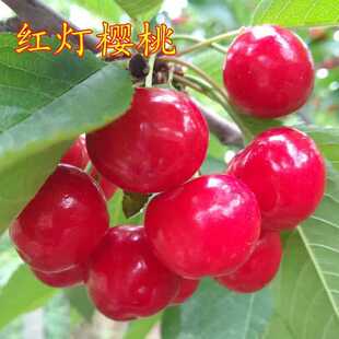 ��48С�r�l؛���t�����Ҙ����ļ���������Ϸ������Nֲ�޽Ә��m��