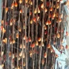 Orange (a bag of 100 roots, a color of a color 100 starts)