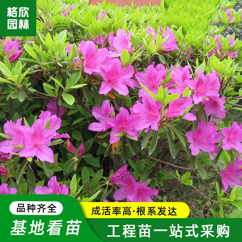 Рододендрон Maojuan Рассада База Оптовые уличные цветочные клумбы Декоративные Ежи Четыре сезона Озеленение рассады Рододендрон Рассада Maojuan