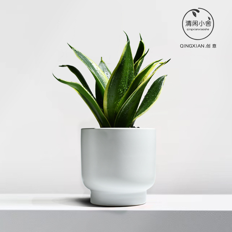planta verde de orquídea de tigre, planta de aire purificado interior, orquídea de tigre, resistencia a la sombra, buena conservación de orquídea holandesa, planta de mesa en maceta