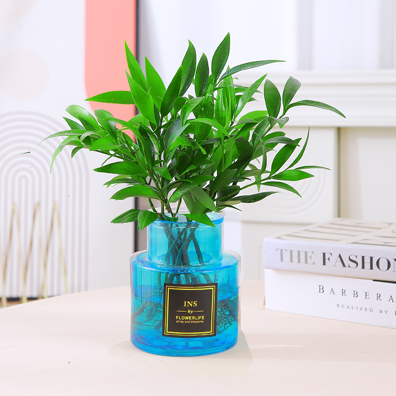 [새로운 수경재배 인기상품] 모기퇴치대나무, 편백나무 10그루(파란색 유리병)와 영양비료 무료