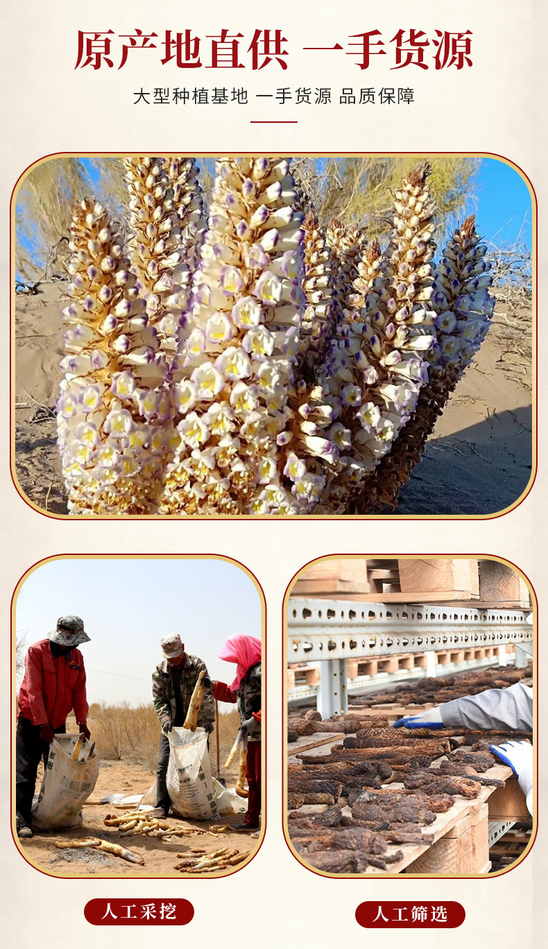 Cistanche Deserticola Rou Cong Rong Dried Herb for Decoction and Wine Infusion 500g Xinjiang Origin overview