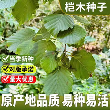当年新采桤木种子水冬瓜树水青风桤蒿耐寒耐干旱耐贫瘠乔木树种籽