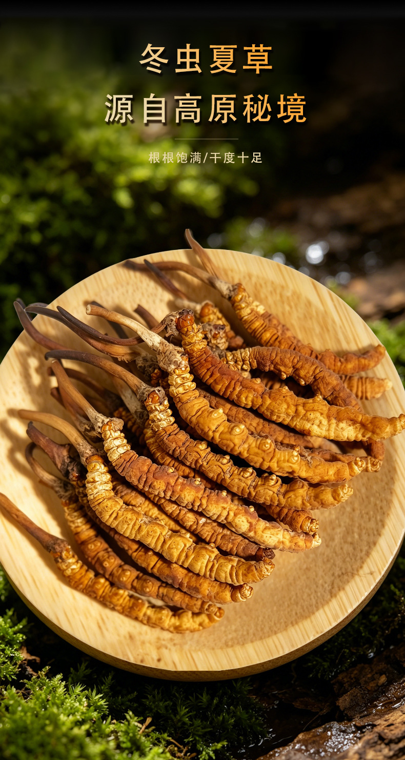 Premium Cordyceps Sinensis Gift Box Dried Tibetan Cordyceps for Traditional Herbal Soup overview