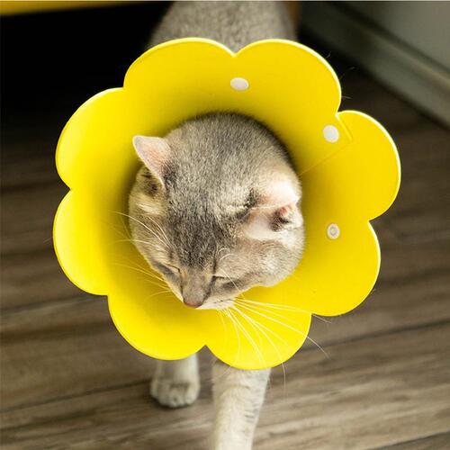 Elizabethan circle non-woven pet cat headgear sunflower snap collar anti-licking, biting and scratching sterilization circle of shame