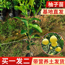 柚苗 柚苗品牌 图片 价格 柚苗批发 阿里巴巴 柚苗 柚苗品牌 图片 价格 柚苗批发 阿里巴巴