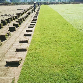 乔木;种子;园林果树