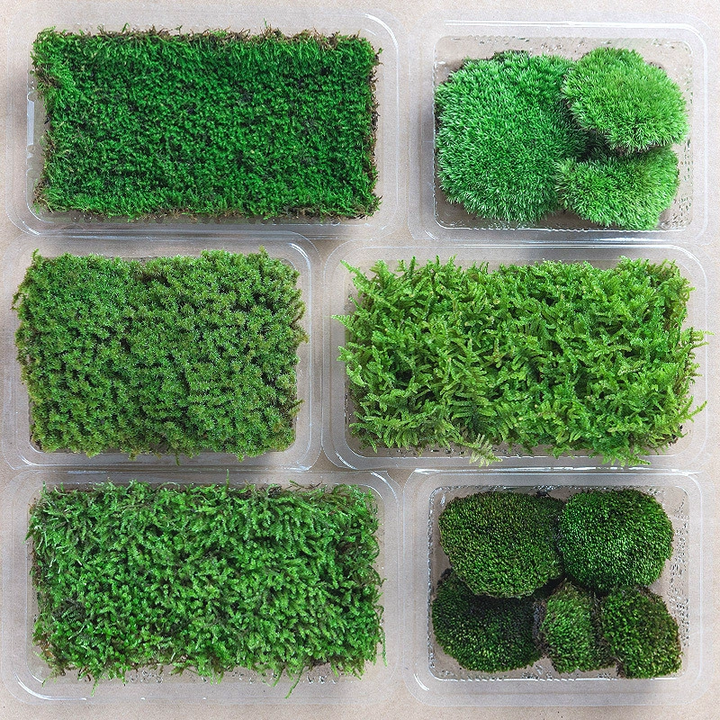 Свежий микро-ландшафтный бонсай с горшком моха