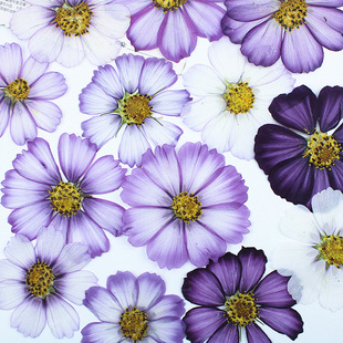 Gesang Flower variegated Persian Chrysanthemum Embossed Dried Flower Material Real Flower Specimen Baffle Table Lamp Candle Sticker Dried Flower Photo Frame