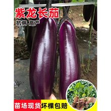 Lϰ羀ѺѷN紺߮aͥԺ߲