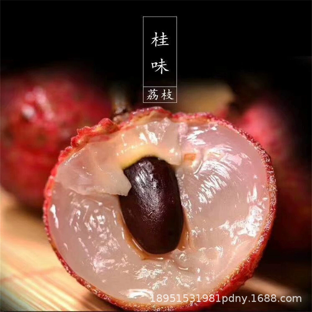 Прививка деревьев рассады личи Feizixiao Guiwei в этом году плодоношения очень больших деревьев личи без косточек посажены фруктовые саженцы в горшке на юге