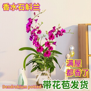 ���� �Gֲ�t��īʯ���m���� ʯ���m�绨��ֲ���҃ȾGֲ���B