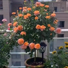 �������¼����玧�����󻨝����̨ͥԺ���Ե��Զ�ɫ�䘶�¼�����