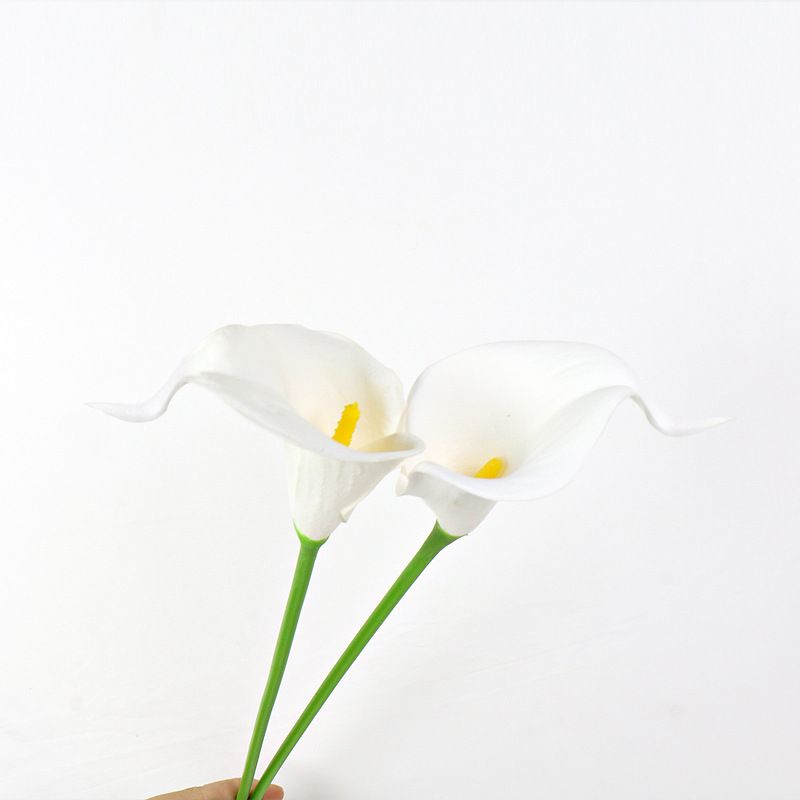 칼라 릴리-퓨어 화이트(노란색 코어)