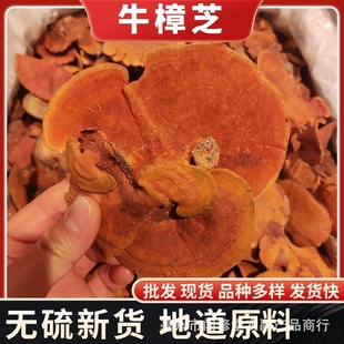 ţ��֥ ��t˨�� ����֥ �t��֥Ѫ�t˨�� ɰ���`֥��ȫѪ�t˨