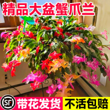 зצ�m��ɫ�������Ԏ������ļ��_���ذ��зץɏ���B�׻��҃Ȼ���
