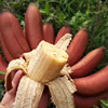 [Mainly Shunfeng]Fujian Earthen beauty Red bananas fresh Fruit 5 One piece On behalf of
