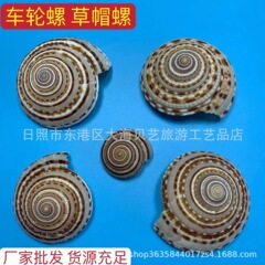 車輪のサザエの帽子のサザエの天然の貝殻のサザエの水槽の水族の造景は手芸品を飾って地台を作って撮影します。