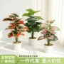 仿真客厅植物滴水假花