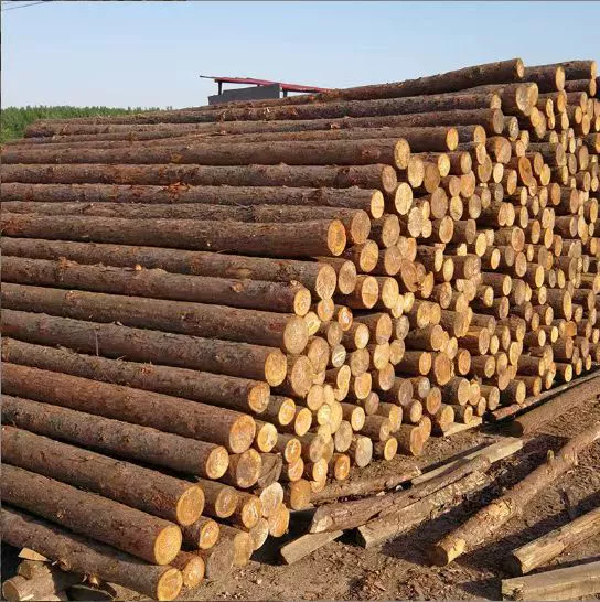 Сосновые сваи Вождение Древесина на открытом воздухе Речной склон Защита бревна свая Опора из твердой древесины Озеленение пихты Род Свая из лиственницы