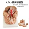 Deluxe Edition Natural Brain Anatomy (41 numbers)