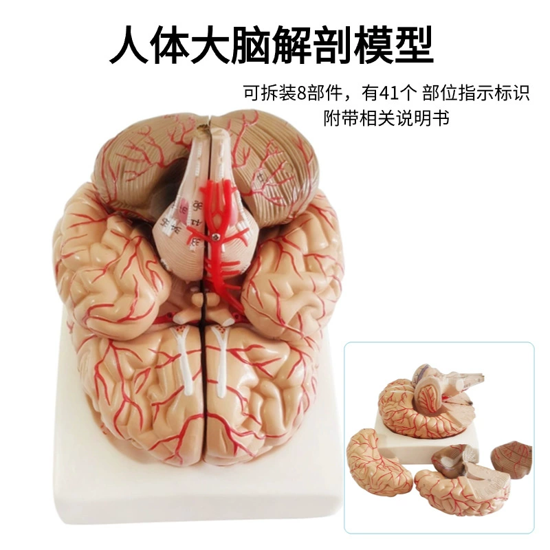 Brain model Brain function area color division model Human brain anatomy human cerebral artery structure cerebrovascular nerve