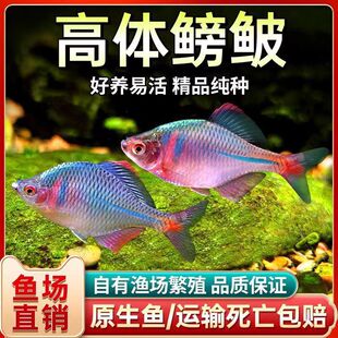 �^�p�~�~ԭ���~�߲ʸ��w���B���Q������ˮ��ˮС�͵�ˮ�~���~����