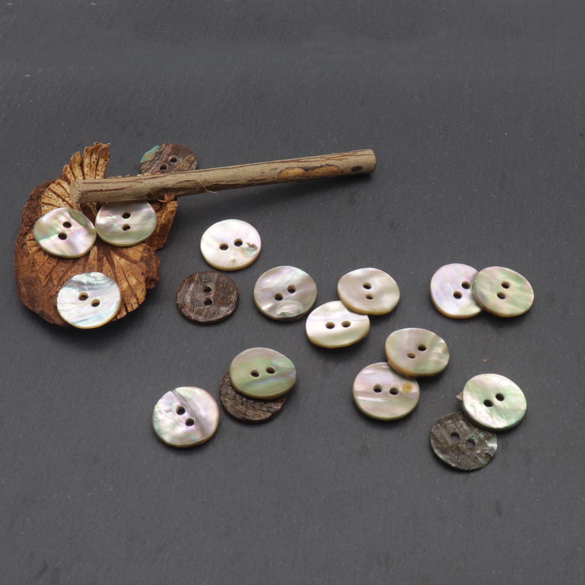 两眼鲍鱼贝 (4).JPG