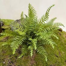 ��ꖷ���ާ�ֲ���˹�ݷ���ݲ�˹ާֲ��b���ާ���ָв�