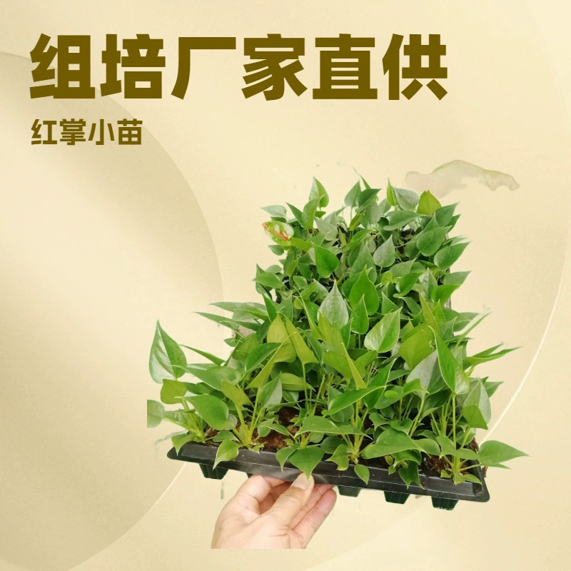 Производители поставляют большое количество офисных домашних зеленых растений красная Пальма красная успешная вилка культуры ткани рассада Цветочные саженцы оптом