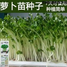 四季速生萝卜苗种子萝卜菜萝卜叶芽苗菜种子阳台水培地栽蔬菜种子