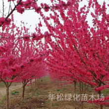 紫叶碧桃苗庭院观赏桃花红叶碧桃树苗别墅风景树工程绿化苗紫叶桃