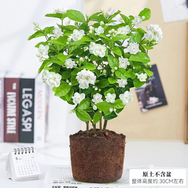 [special offer] 5 selected jasmine seedlings (original soil) with free nutritional fertilizer