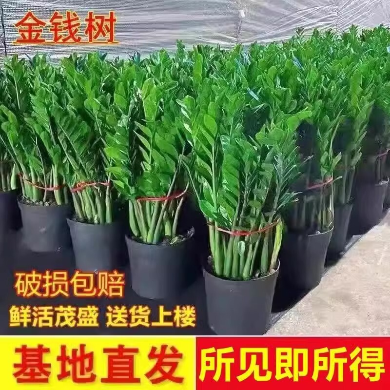 [Base Direct Sales] Money Tree Potted Money String Drought-Tolerant Plant Indoor Living Room Office Flower Purification Empty