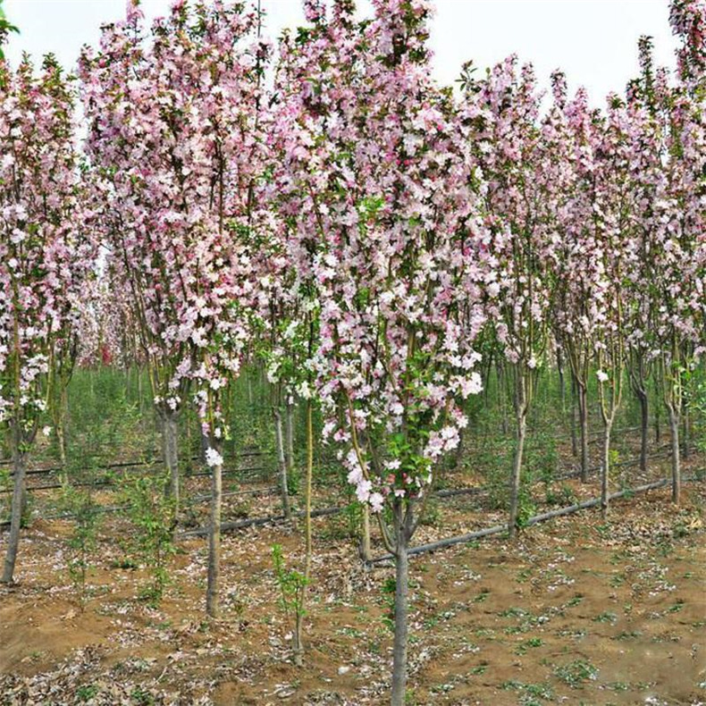 基地长期供应各种规格西府海棠 工程园林绿化苗木西府海棠树
