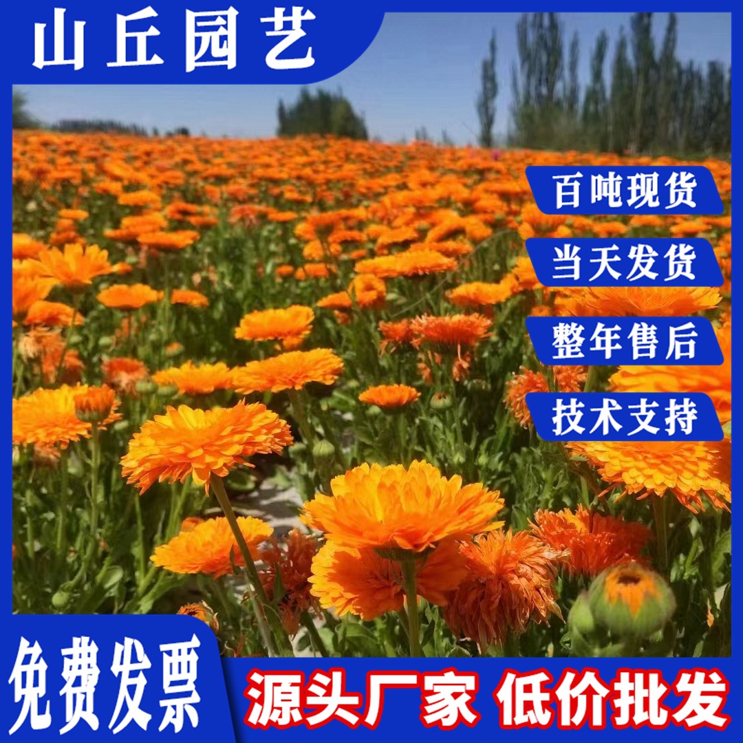 金盏菊种子四季金盏花花籽景观花海种子道路景观美丽乡村花种批发